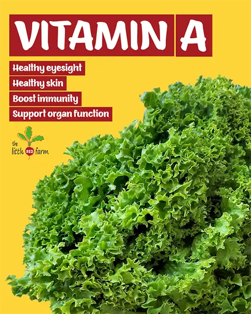 The Little Red Farm - Instagram post