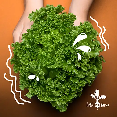 The Little Red Farm - Instagram post