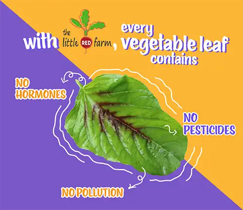 The Little Red Farm - Instagram post