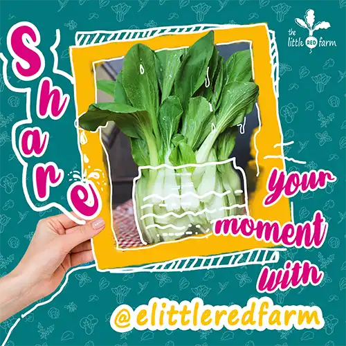 The Little Red Farm - Instagram post