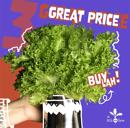 The Little Red Farm - Instagram post