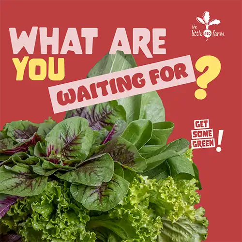 The Little Red Farm - Instagram post