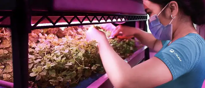 DGecko Case Study: Liteleaf